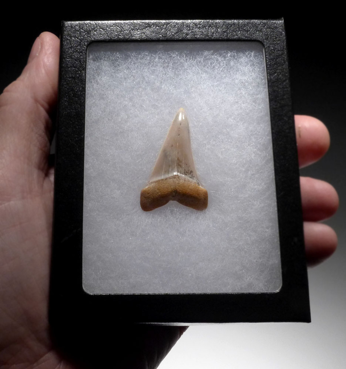 FINEST 1.6 INCH LOWER JAW ISURUS HASTALIS FOSSIL MAKO SHARK TOOTH FROM SHARKTOOTH HILL CALIFORNIA  *SHX124