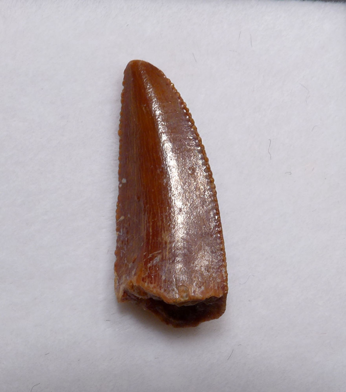 DROMAEOSAUR " RAPTOR " DINOSAUR FOSSIL TOOTH  *DT6-185