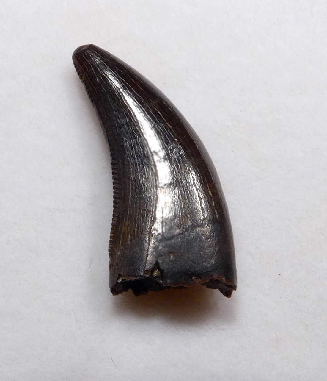 EXCELLENT ACHERORAPTOR FOSSIL DROMAEOSAUR 'RAPTOR' DINOSAUR TOOTH  *DT6-183