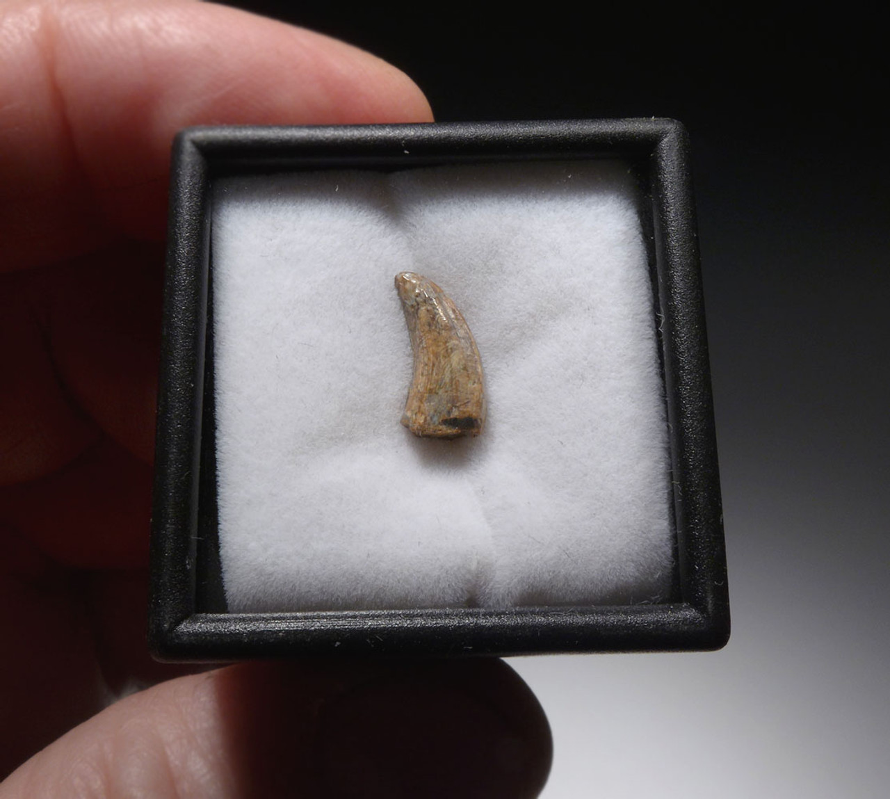 CREAM WHITE FOSSIL DROMAEOSAURUS 'RAPTOR' DINOSAUR TOOTH FROM THE JUDITH RIVER FORMATION  *DT6-187