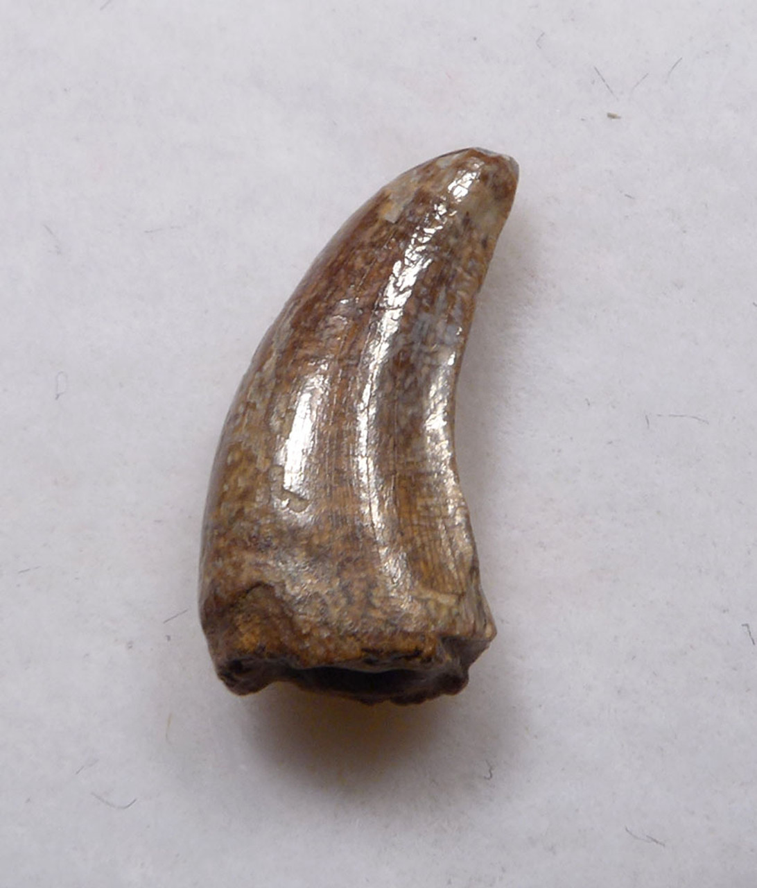 CREAM WHITE FOSSIL DROMAEOSAURUS 'RAPTOR' DINOSAUR TOOTH FROM THE JUDITH RIVER FORMATION  *DT6-187