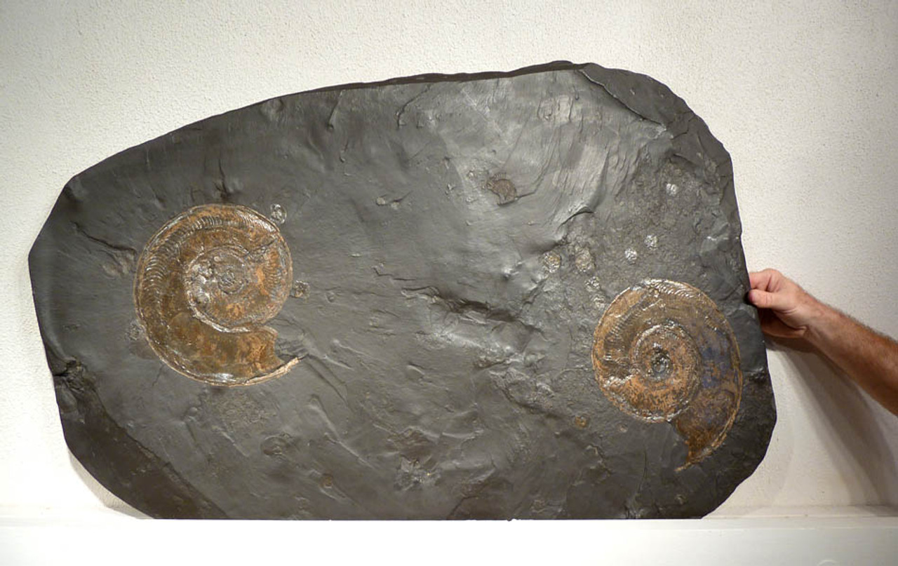 LARGE FOSSIL LARGE DOUBLE JURASSIC GOLD AMMONITES ON BLACK SHALE SLAB  *AMX307