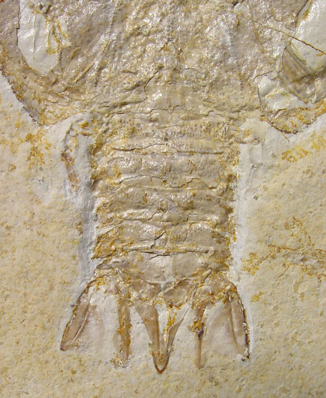 JURASSIC LOBSTER FOSSIL DECAPOD ERYON FROM SOLNHOFEN GERMANY  *CRUS-004