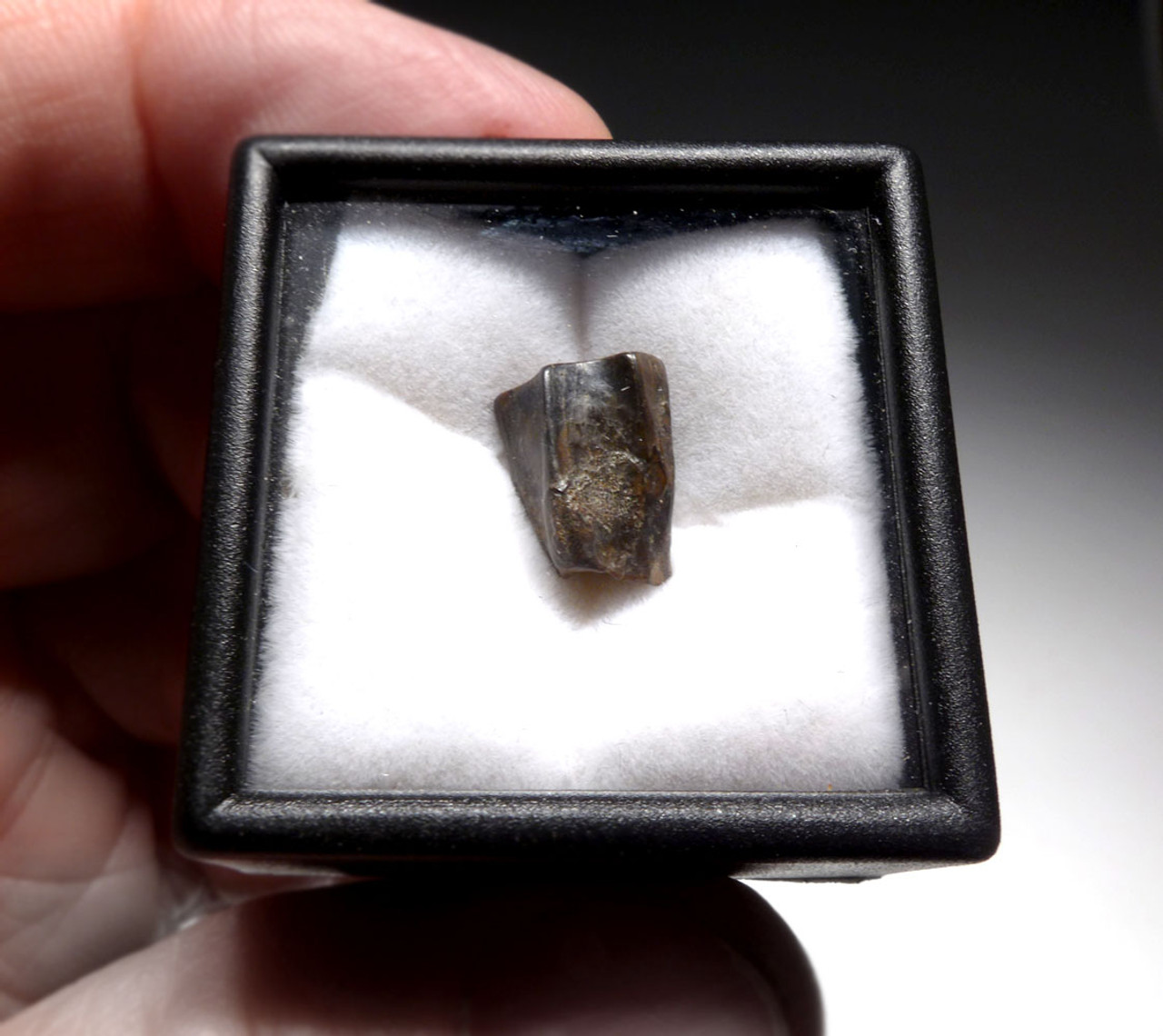 EXCELLENT EDMONTOSAURUS HADROSAUR "DUCK-BILLED" FOSSIL DINOSAUR TOOTH  *DT7-235