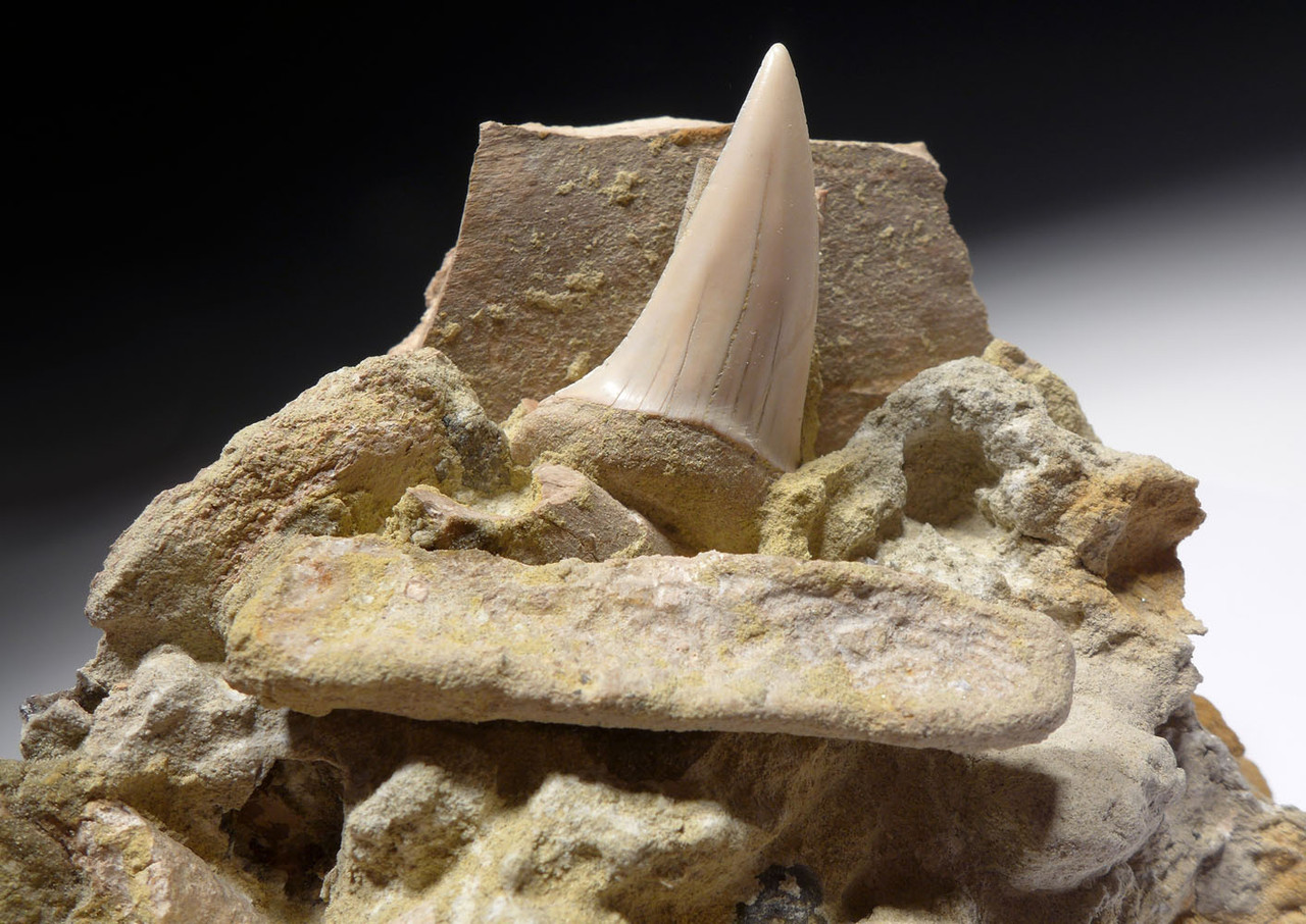 PREHISTORIC OCEAN BONE BED FOSSIL WITH HASTALIS MAKO TOOTH FROM SHARKTOOTH HILL CALIFORNIA   *STH015