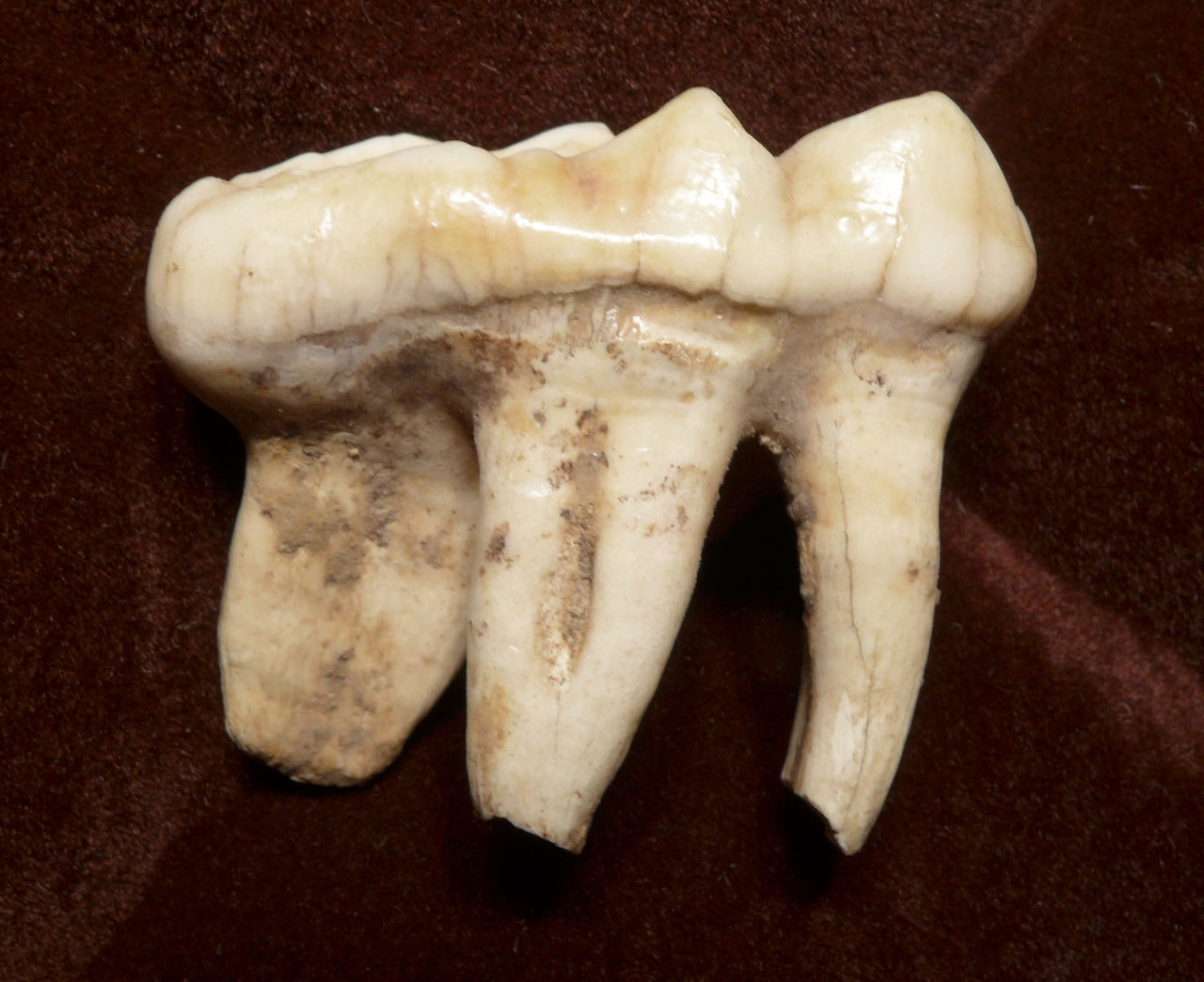 LARGE PRIMARY CAVE BEAR MOLAR WITH ROOTS FROM THE ARDENNES FOREST OF BELGIUM  *LMX307