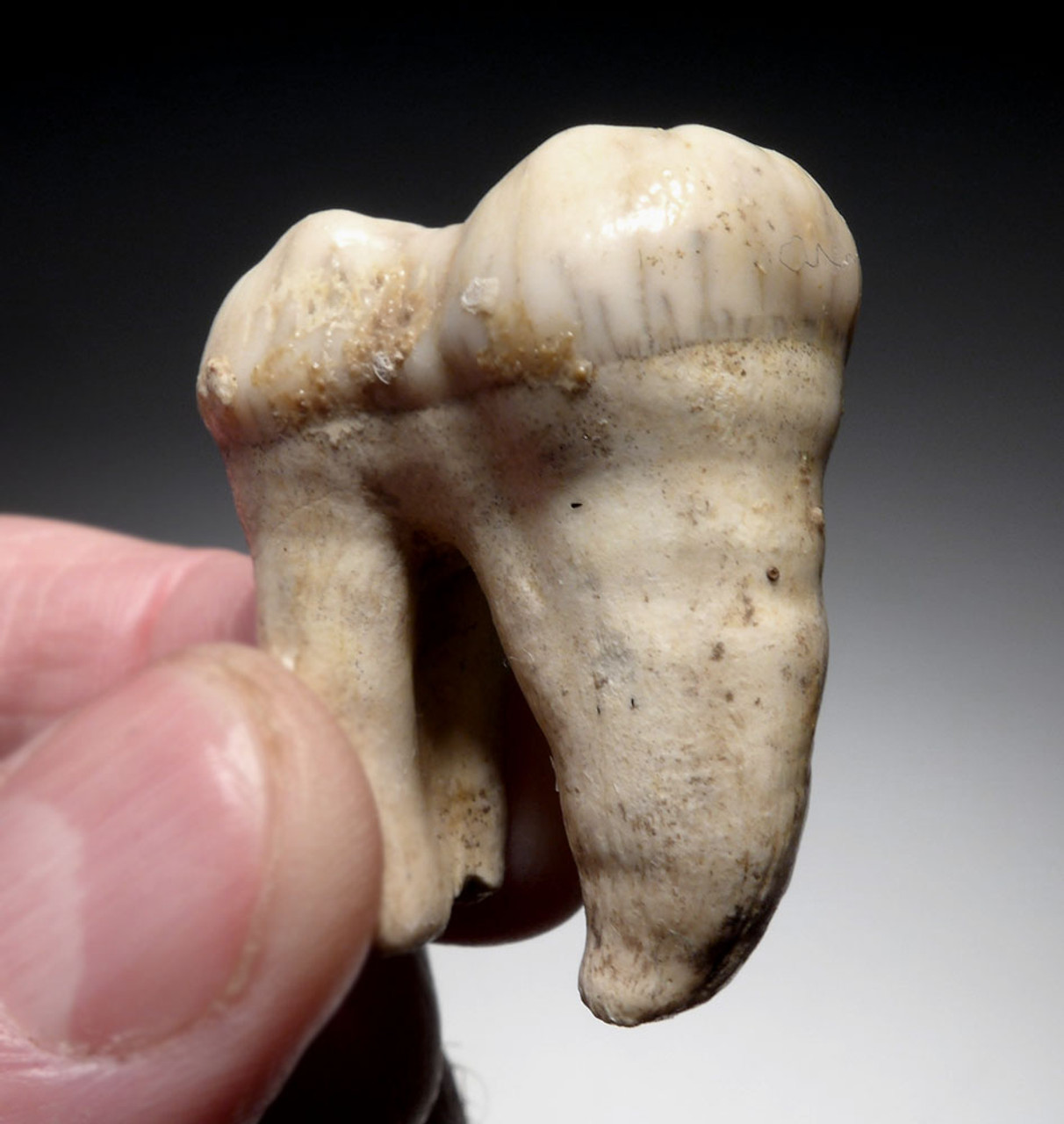 EXCEPTIONAL ARDENNES FOREST BELGIUM CAVE BEAR LARGE FOSSIL MOLAR TOOTH RARE LOCATION  *LM40-217