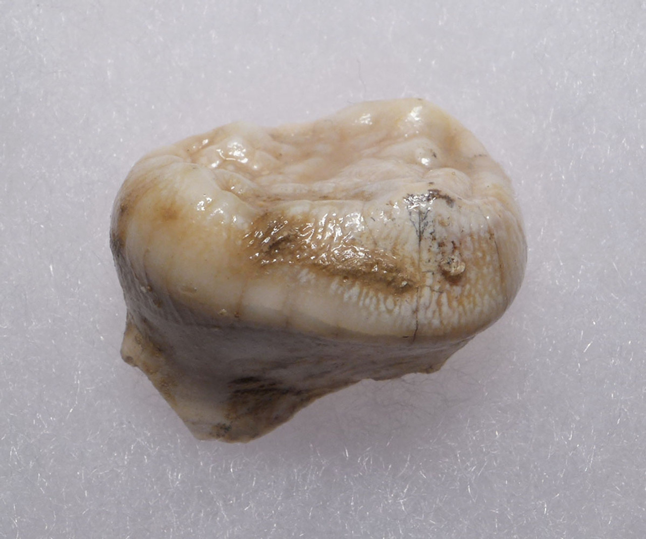 FOSSIL MOLAR TOOTH FROM AN ARDENNES FOREST BELGIUM CAVE BEAR  *LM40-204