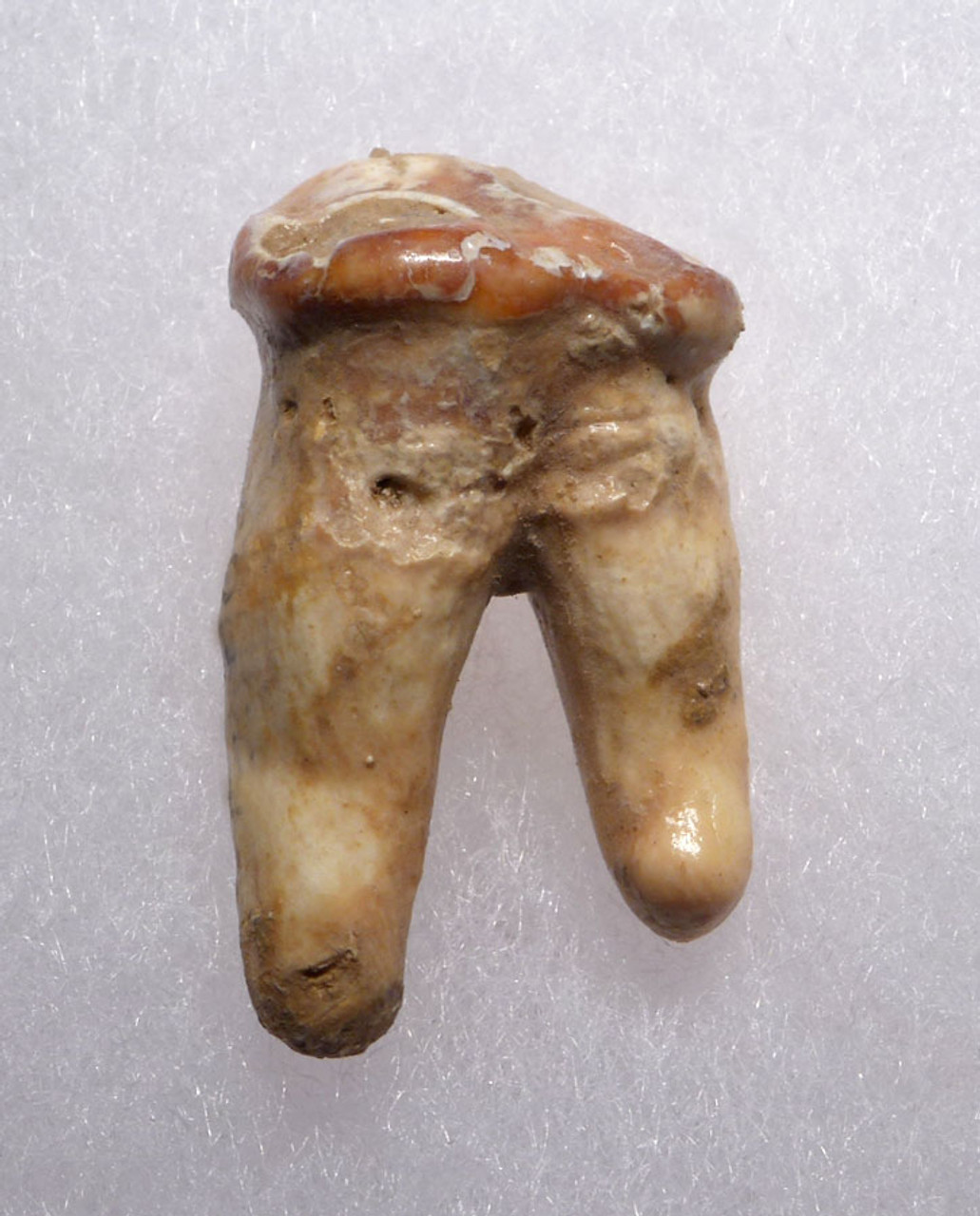 ARDENNES FOREST BELGIUM CAVE BEAR FOSSIL PREMOLAR TOOTH WITH ROOT  *LM40-210