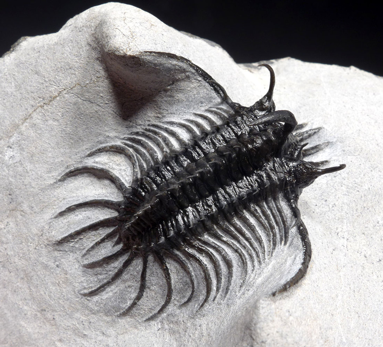 FINEST LONG-SPINED SPINY QUADROPS TRILOBITE WITH ALL SPINES EXPOSED  *TRX502