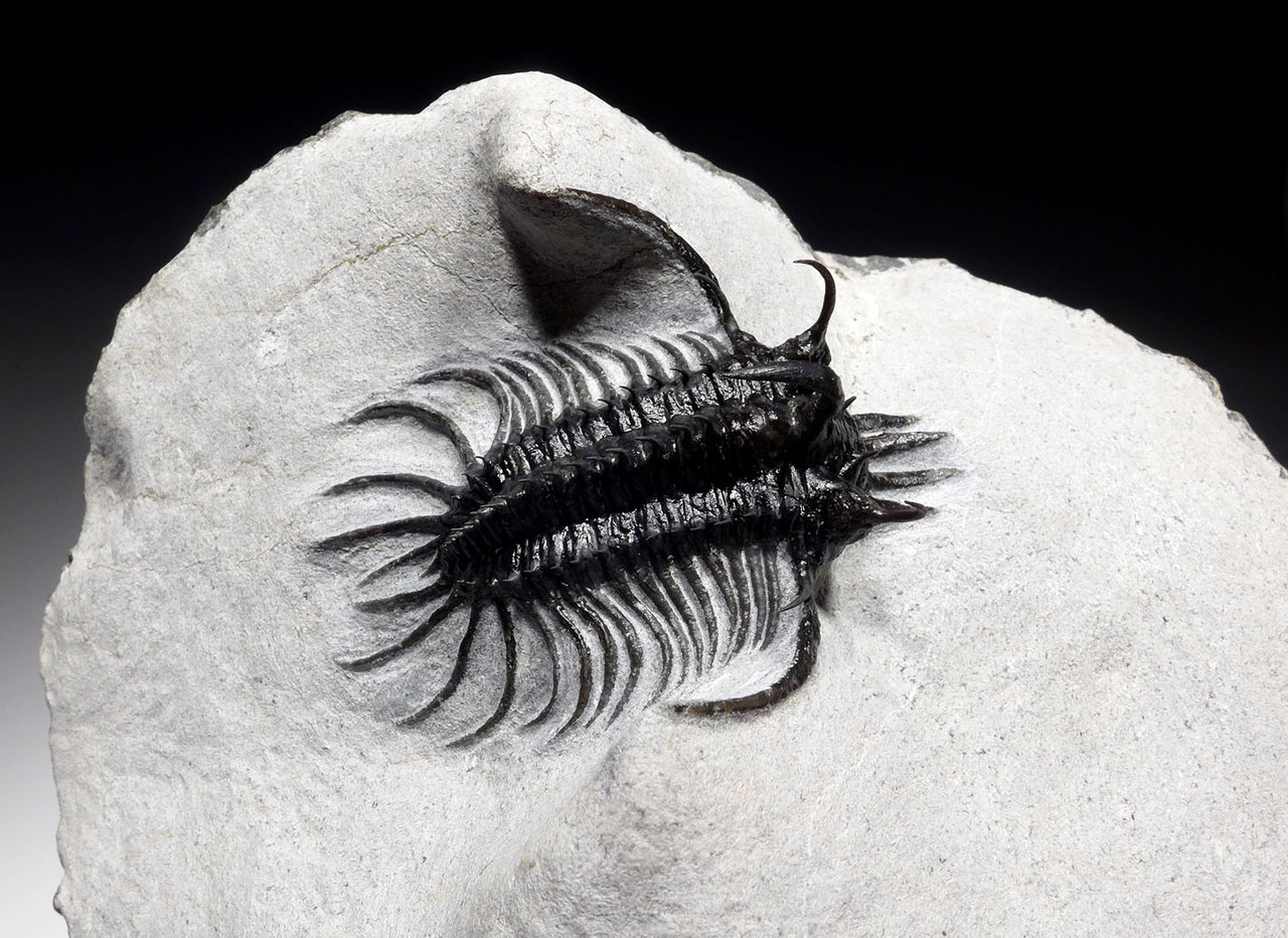 FINEST LONG-SPINED SPINY QUADROPS TRILOBITE WITH ALL SPINES EXPOSED  *TRX502