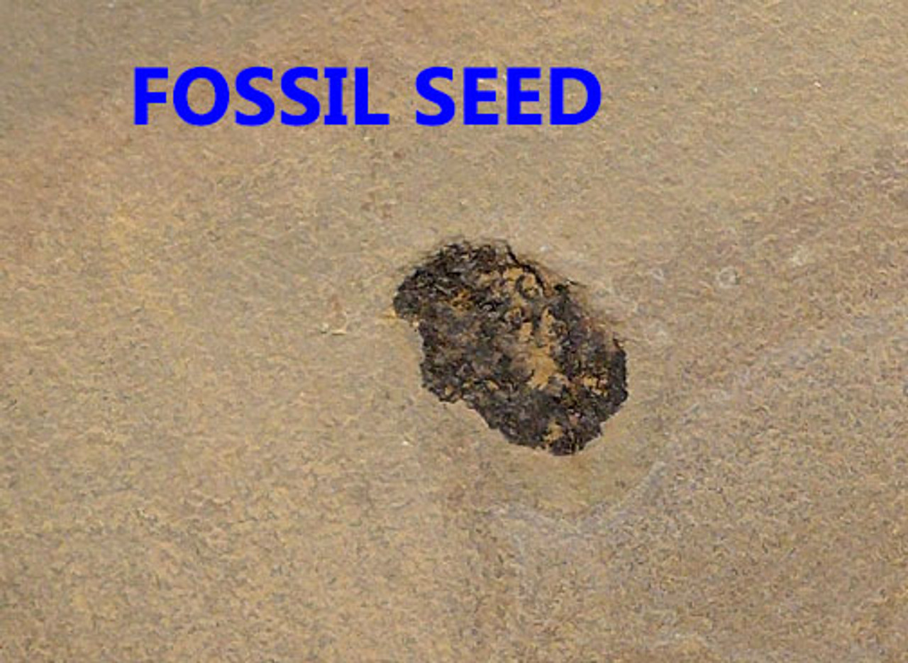 LARGE PERMIAN WALCHIA FOSSIL PLANT AND SEEDS FROM BEFORE THE DINOSAURS  *PL135