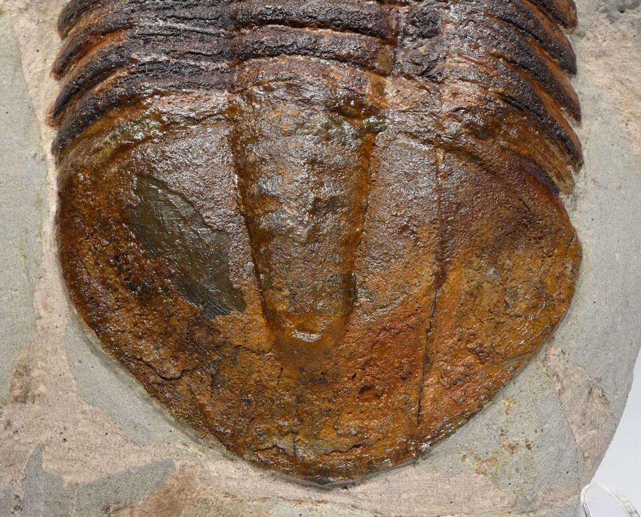 MUSEUM CLASS ORDOVICIAN ASAPHID TRILOBITE WITH STUNNING COLORS AND PRESERVATION *TRRD01