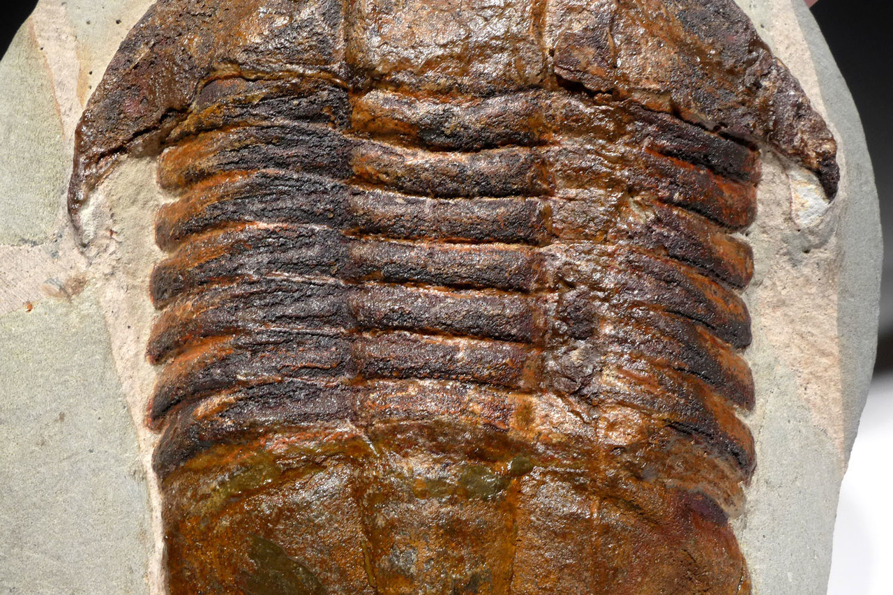 MUSEUM CLASS ORDOVICIAN ASAPHID TRILOBITE WITH STUNNING COLORS AND PRESERVATION *TRRD01