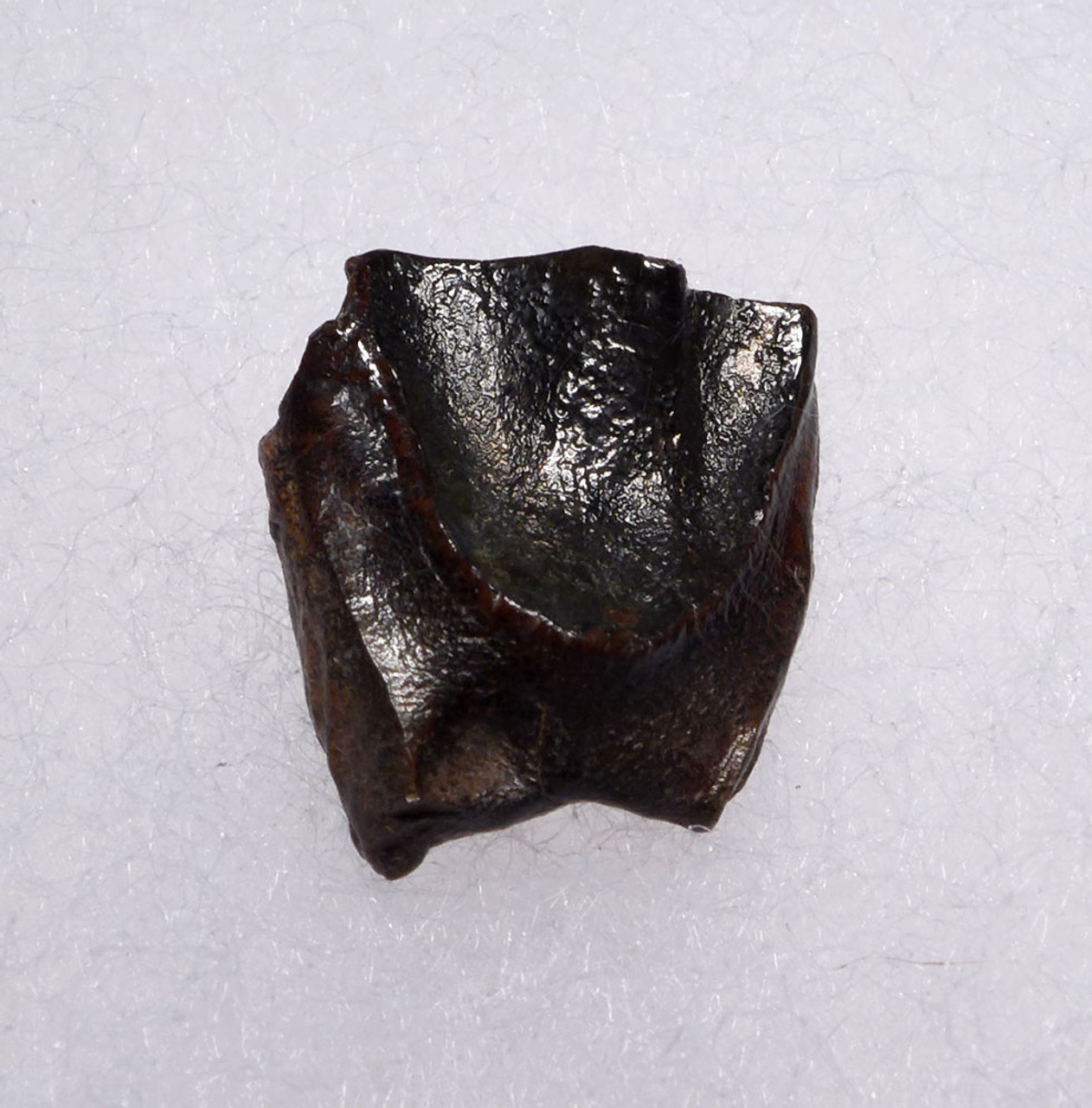 TRICERATOPS DINOSAUR TOOTH FOSSIL HELL CREEK  *DTX3