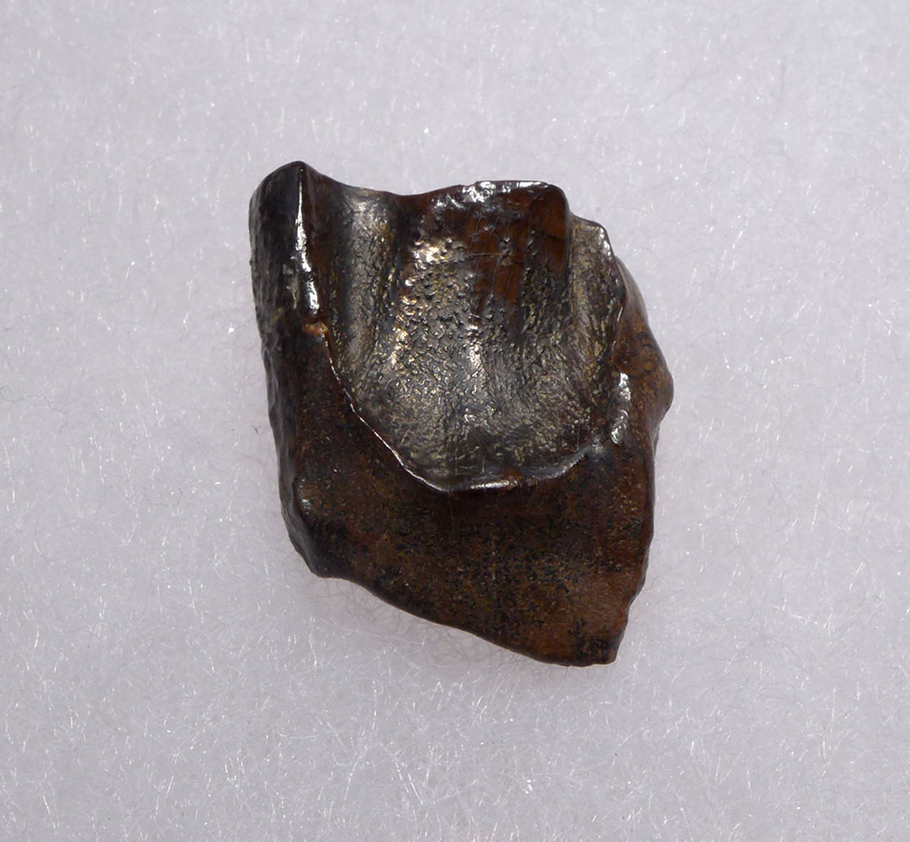 TRICERATOPS DINOSAUR TOOTH FOSSIL HELL CREEK  *DTX42