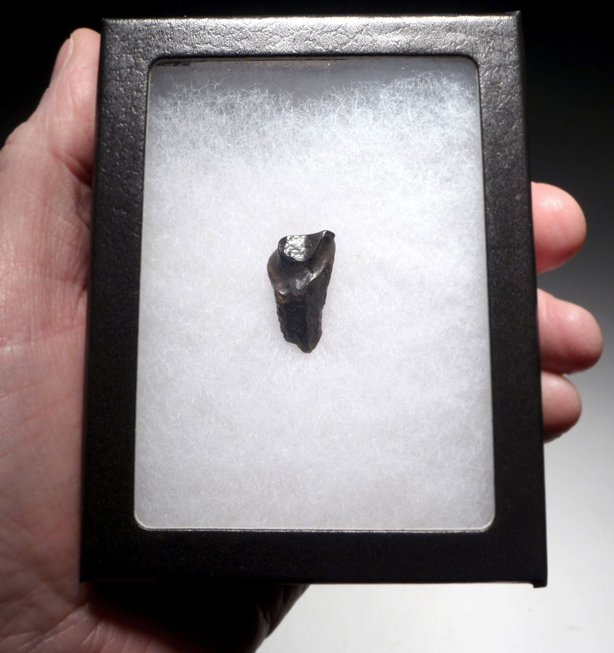 TRICERATOPS FOSSIL DINOSAUR TOOTH  *DTX38