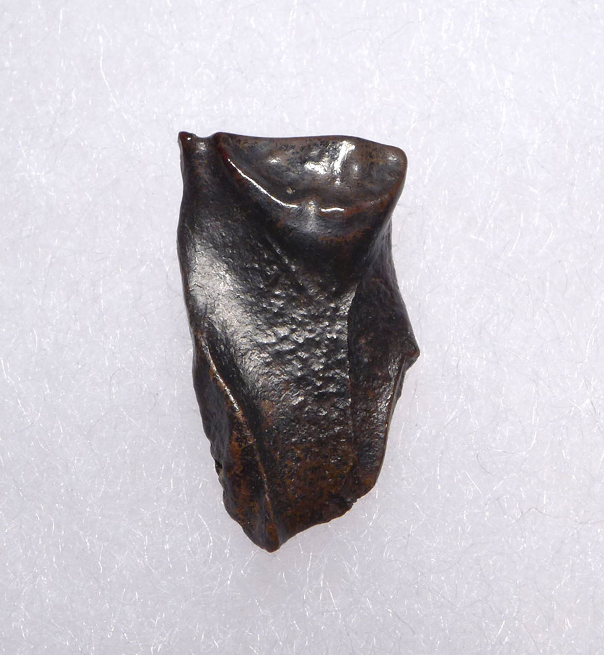 TRICERATOPS FOSSIL DINOSAUR TOOTH  *DTX46