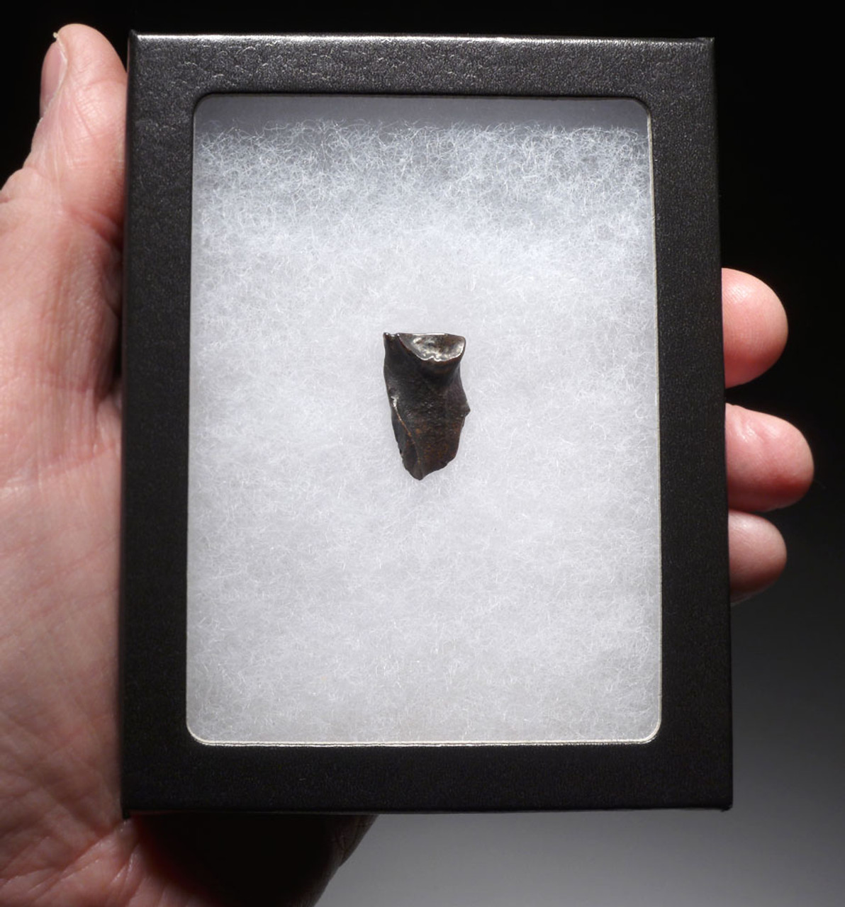 TRICERATOPS FOSSIL DINOSAUR TOOTH  *DTX46