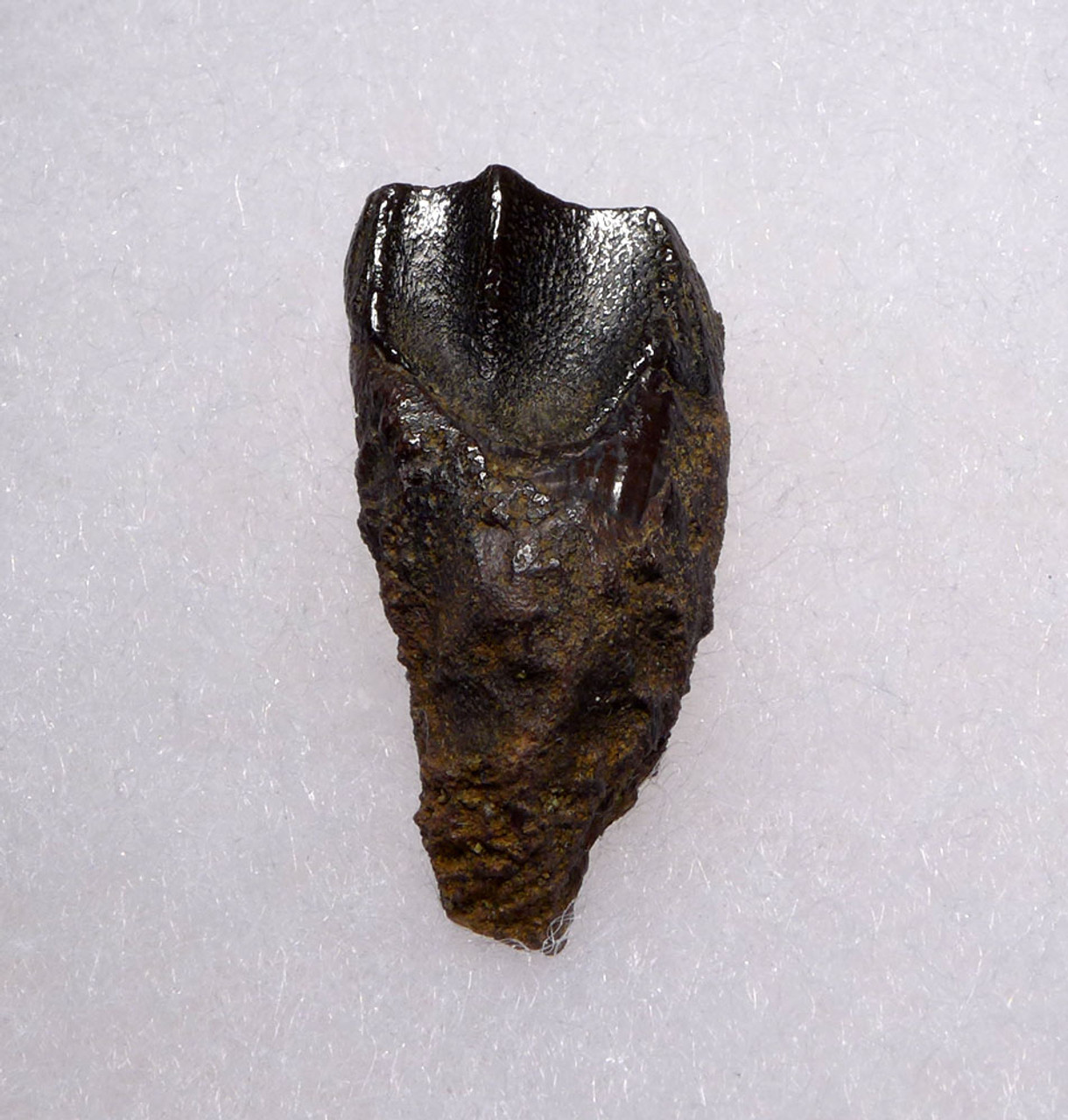 TRICERATOPS FOSSIL DINOSAUR TOOTH  *DTX39