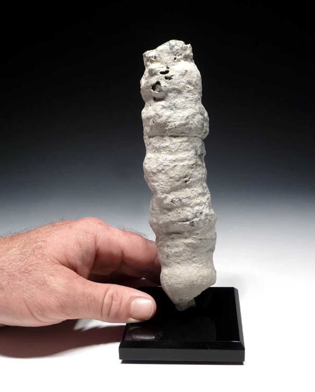 SP005 - LARGE CAMPANIAN-ERA THREE DIMENSIONALLY-PRESERVED CRETACEOUS SPONGE WITH DELICATE INTACT ANATOMY