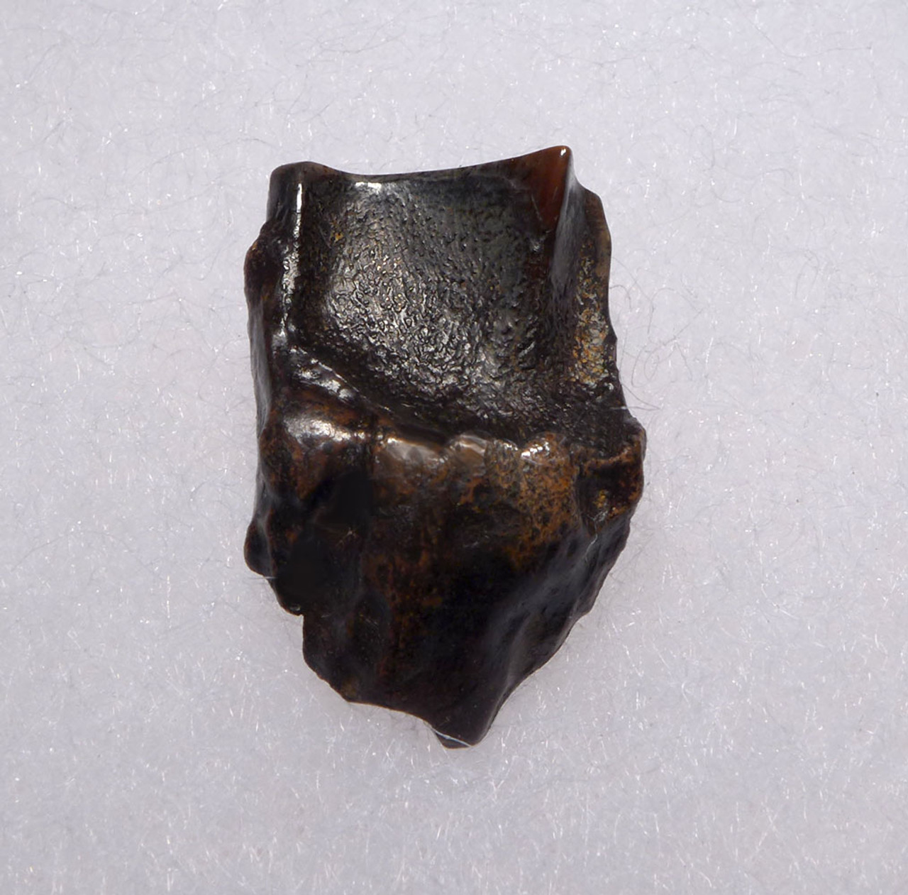 TRICERATOPS FOSSIL DINOSAUR TOOTH  *DTX22