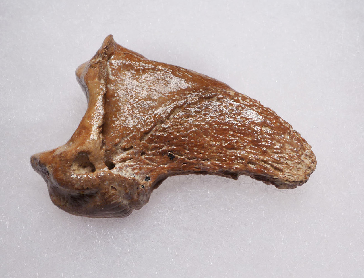 FOSSIL CAVE BEAR URSUS SPELAEUS CLAW FROM THE FAMOUS DRACHENHOHLE DRAGONS CAVE IN AUSTRIA  *LM40X26