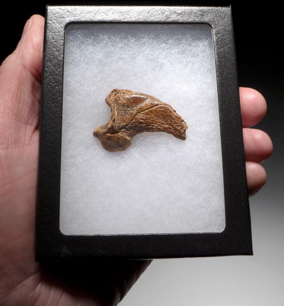 FOSSIL CAVE BEAR URSUS SPELAEUS CLAW FROM THE FAMOUS DRACHENHOHLE DRAGONS CAVE IN AUSTRIA  *LM40X18