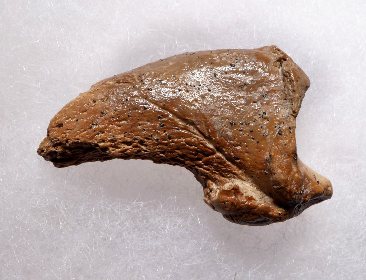 FOSSIL CAVE BEAR URSUS SPELAEUS CLAW FROM THE FAMOUS DRACHENHOHLE DRAGONS CAVE IN AUSTRIA  *LM40X16