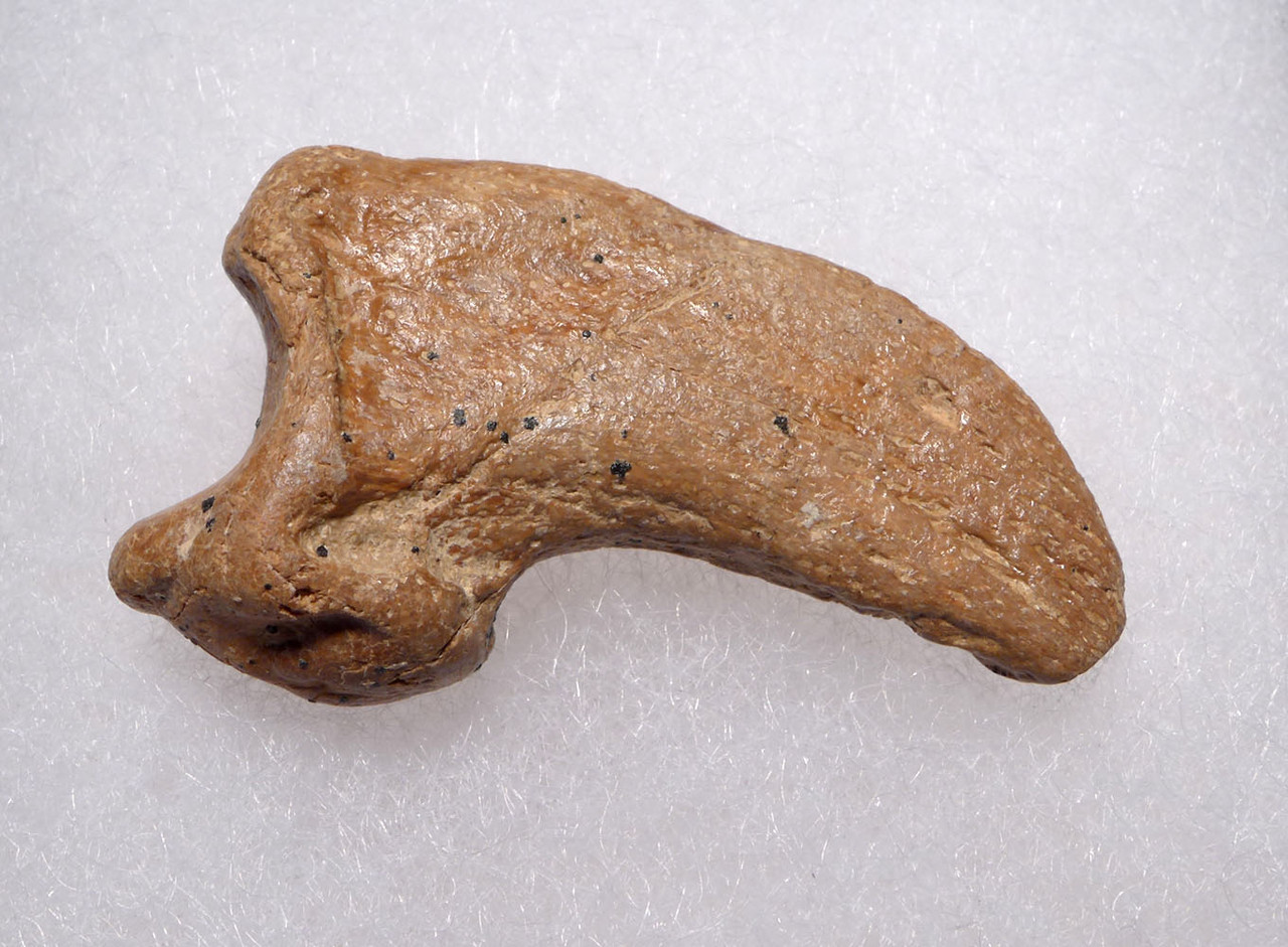 FOSSIL CAVE BEAR URSUS SPELAEUS CLAW FROM THE FAMOUS DRACHENHOHLE DRAGONS CAVE IN AUSTRIA  *LM40X8