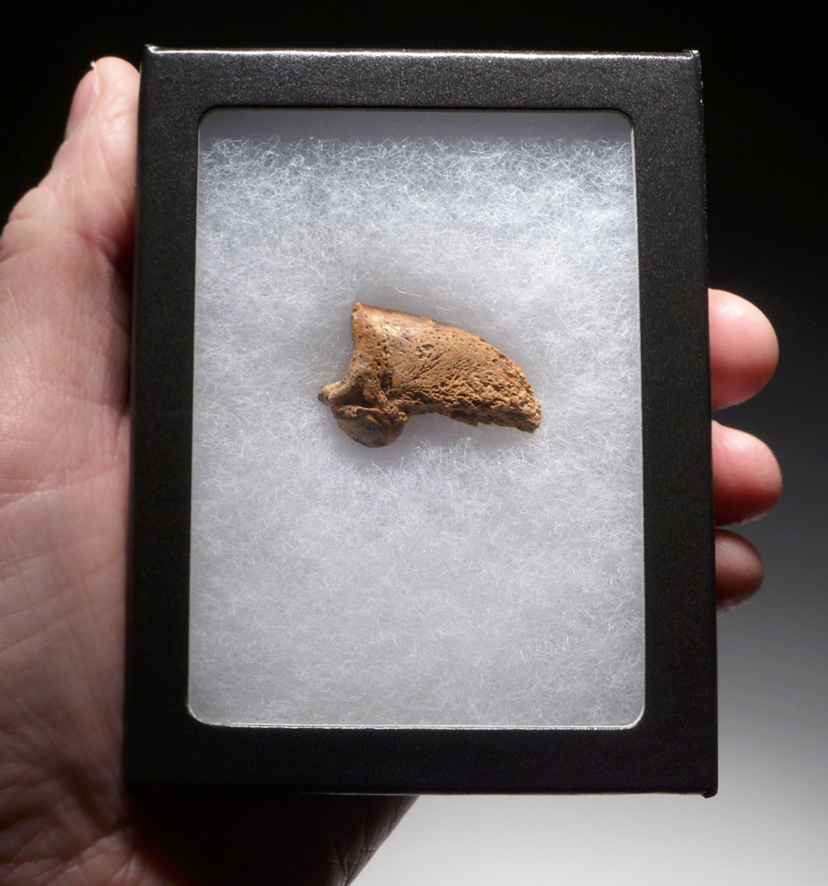FOSSIL CAVE BEAR URSUS SPELAEUS CLAW FROM THE FAMOUS DRACHENHOHLE DRAGONS CAVE IN AUSTRIA  *LM40X14