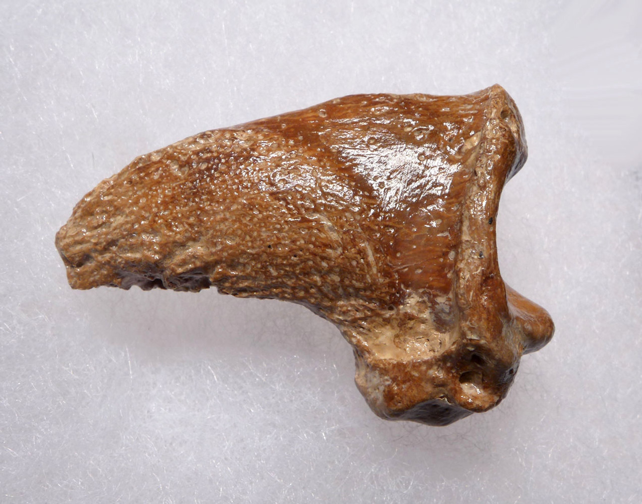 FOSSIL CAVE BEAR URSUS SPELAEUS CLAW FROM THE FAMOUS DRACHENHOHLE DRAGONS CAVE IN AUSTRIA  *LM40X1