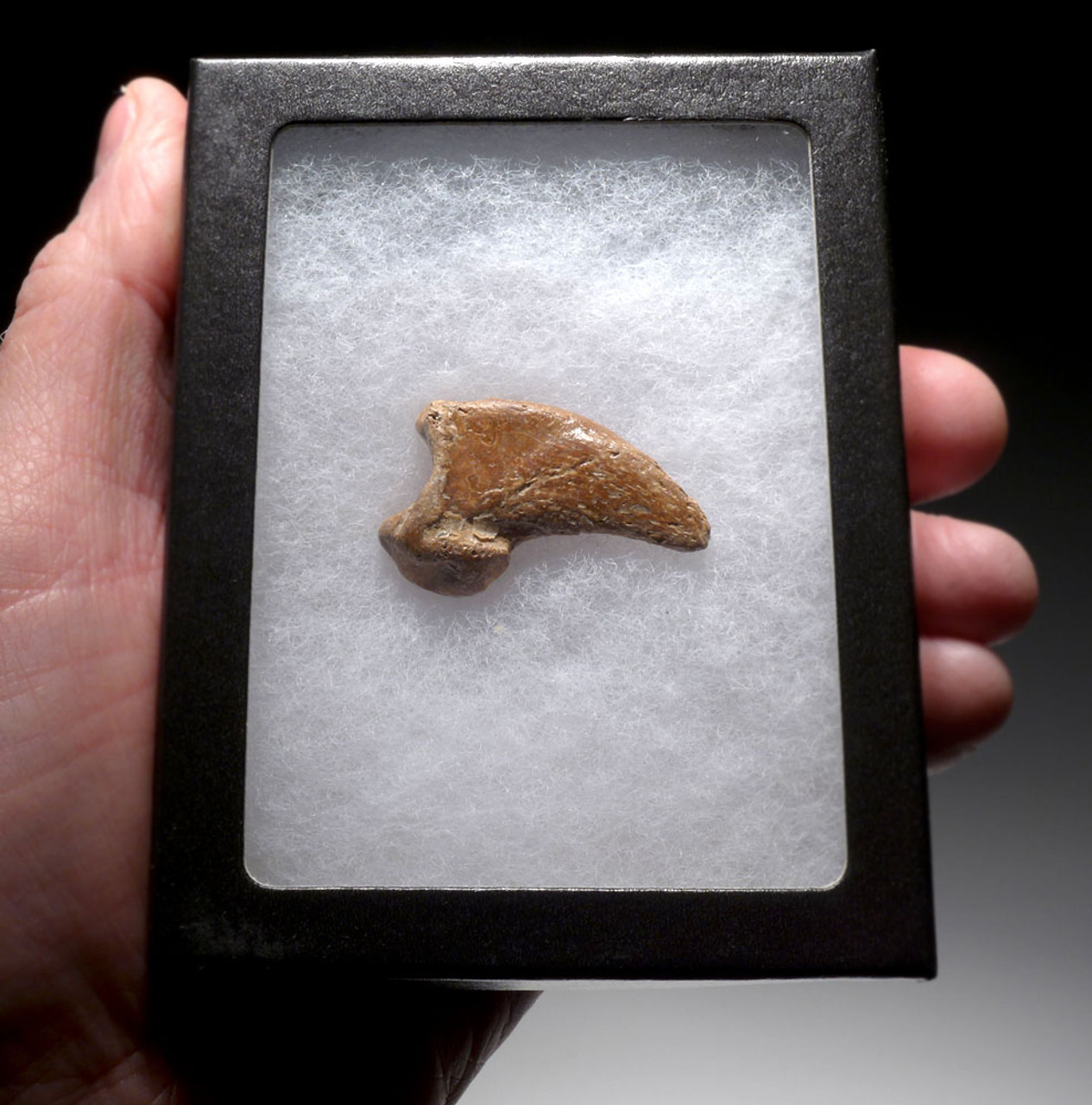 FOSSIL CAVE BEAR URSUS SPELAEUS CLAW FROM THE FAMOUS DRACHENHOHLE DRAGONS CAVE IN AUSTRIA  *LM40X3