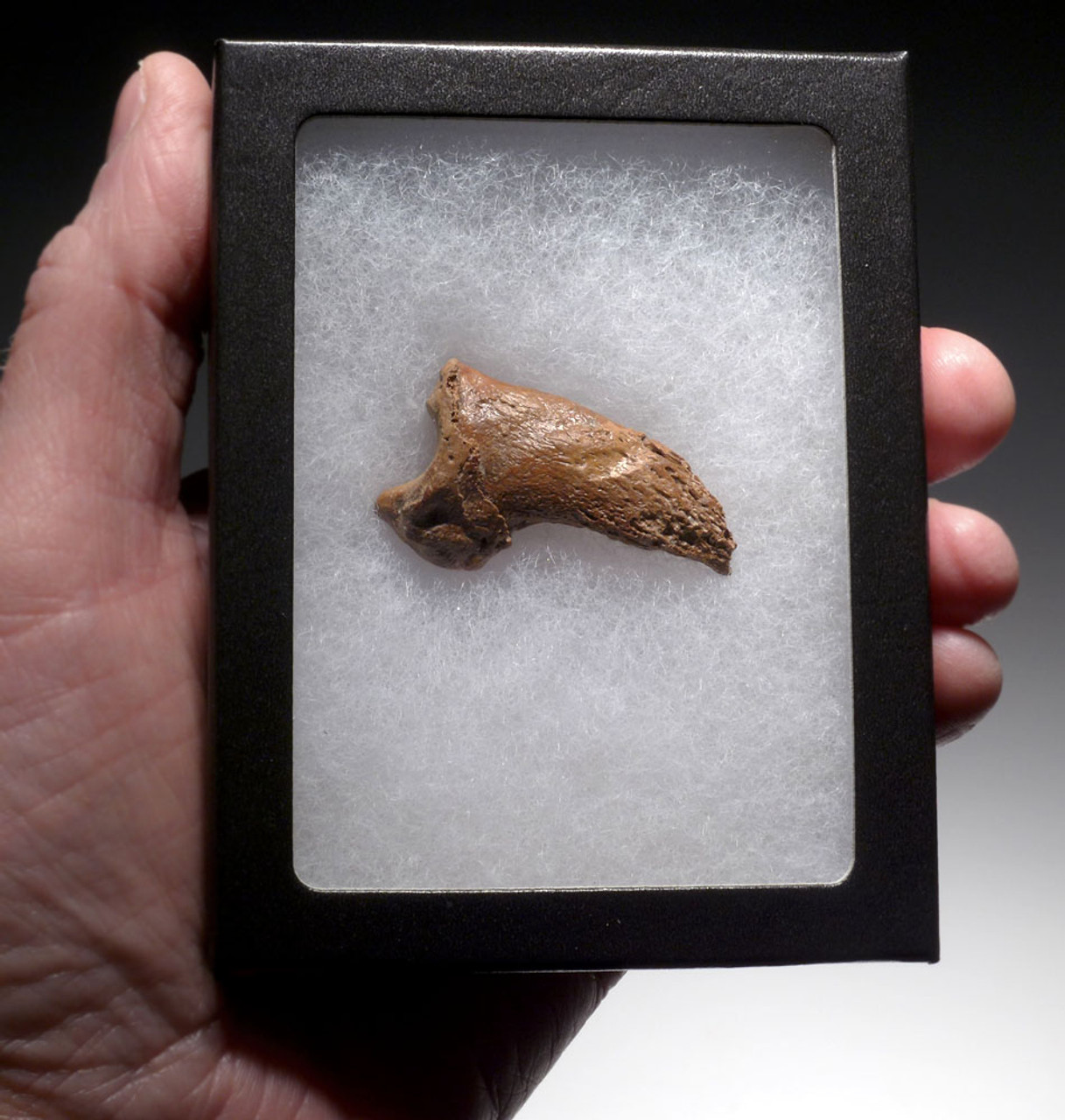 BEST OF THE COLLECTION FOSSIL CAVE BEAR URSUS SPELAEUS CLAW FROM THE FAMOUS DRACHENHOHLE DRAGONS CAVE IN AUSTRIA  *LM40X32