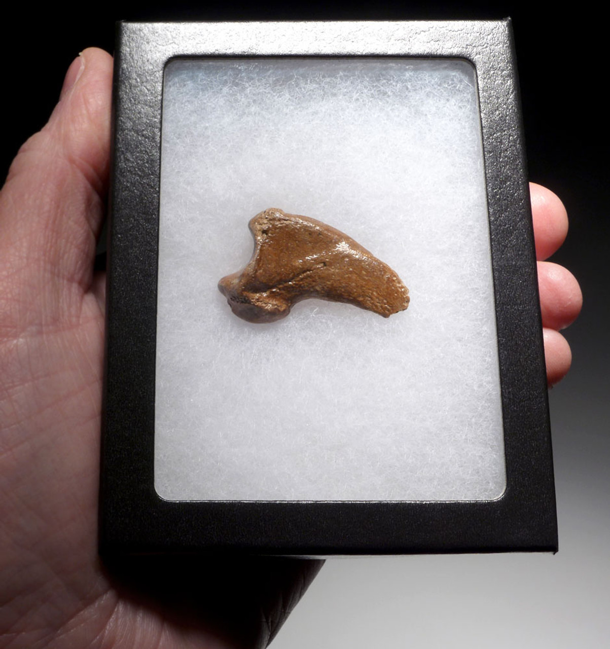 FOSSIL CAVE BEAR URSUS SPELAEUS CLAW FROM THE FAMOUS DRACHENHOHLE DRAGONS CAVE IN AUSTRIA  *LM40X15