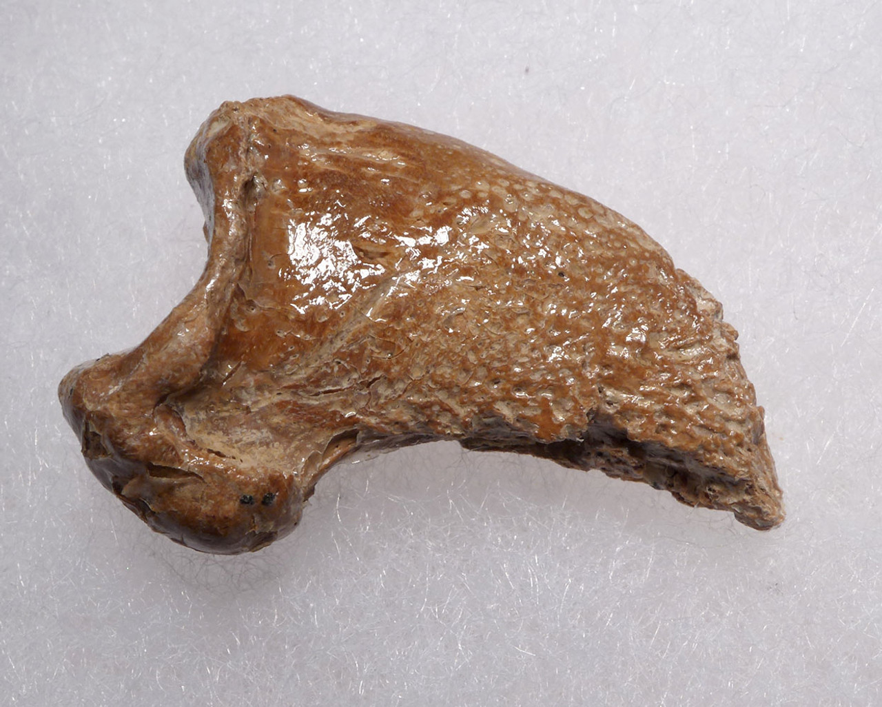 FOSSIL CAVE BEAR URSUS SPELAEUS CLAW FROM THE FAMOUS DRACHENHOHLE DRAGONS CAVE IN AUSTRIA  *LM40X19