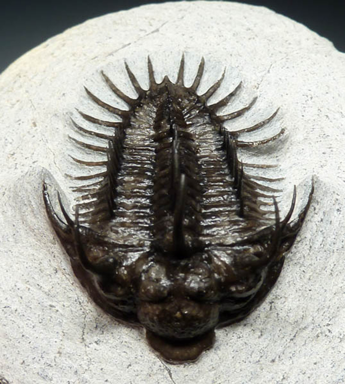 TRILOBITES