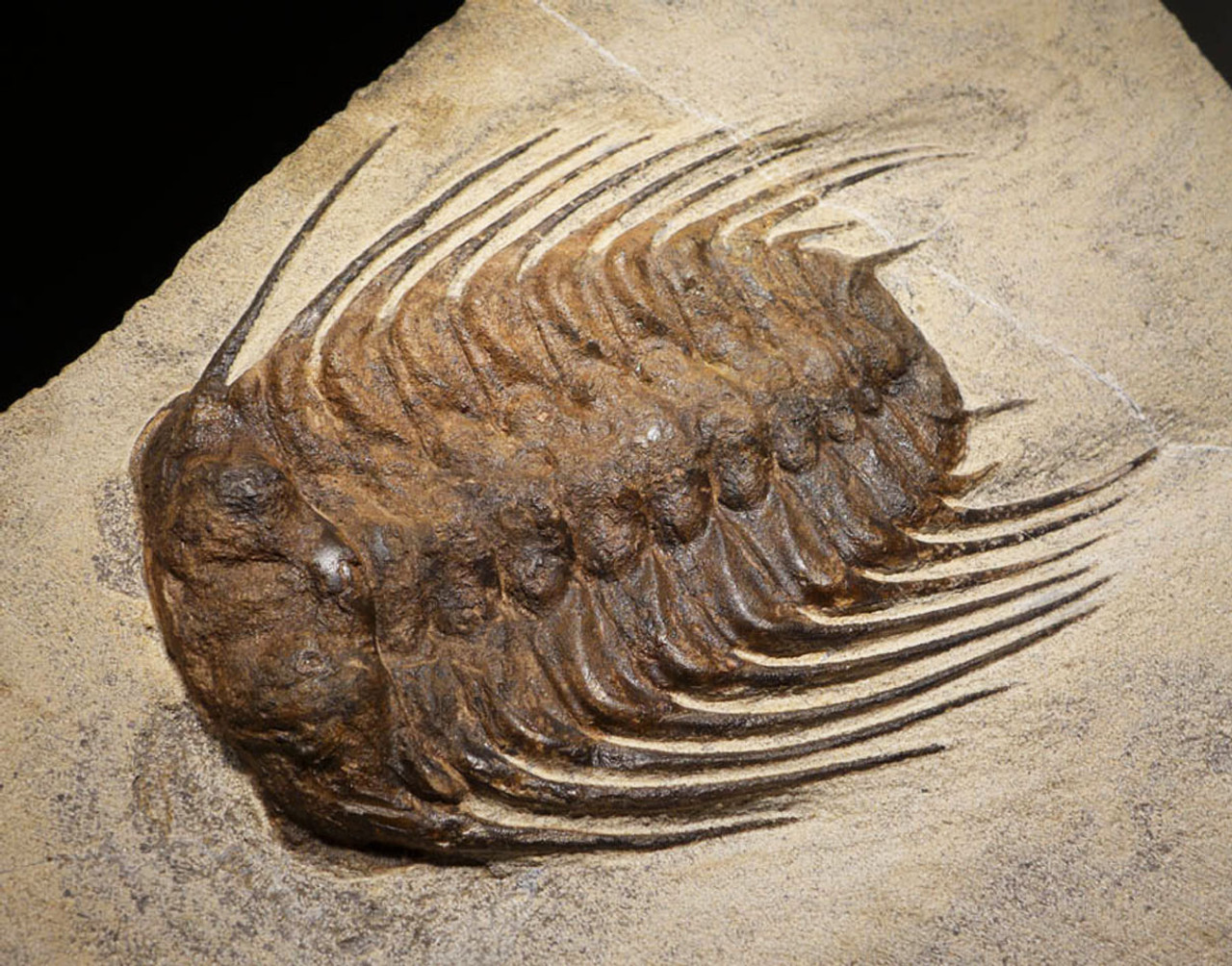 FINEST MAXIMUM SIZE SPINY SELENOPELTIS TRILOBITE FROM THE ORDOVICIAN PERIOD *TRX273