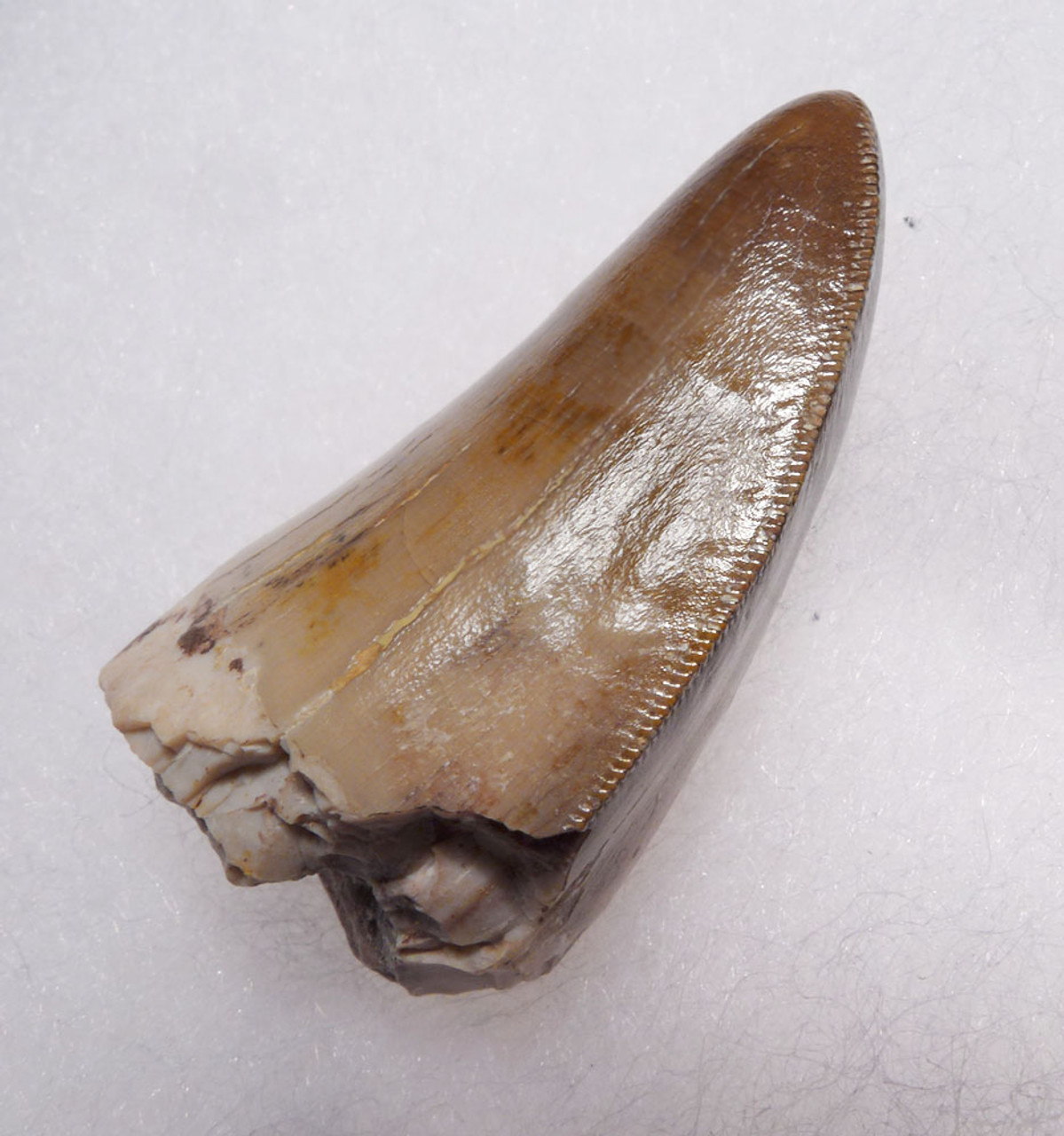 LARGEST AND BEST OF THE COLLECTION RUTIODON PHYTOSAUR TOOTH FROM ARIZONA TRIASSIC PETRIFIED FOREST FORMATION  *DT12X2