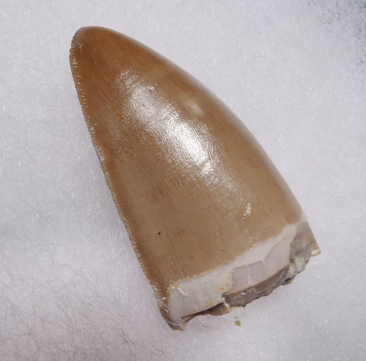 LARGEST AND BEST OF THE COLLECTION RUTIODON PHYTOSAUR TOOTH FROM ARIZONA TRIASSIC PETRIFIED FOREST FORMATION  *DT12X3