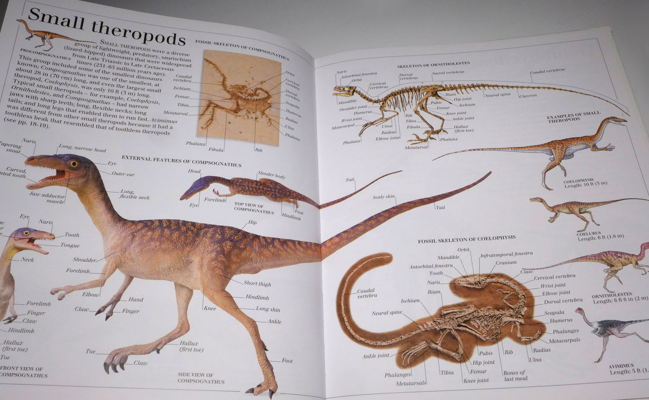 TWO LARGE COLOR ILLUSTRATED BOOKS ON DINOSAURS AND OTHER PREHISTORIC CREATURES  *BK34