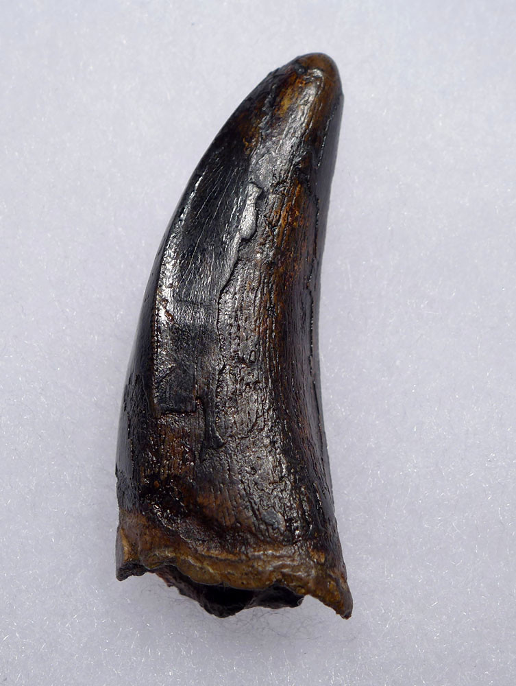 UNBROKEN 2.1 INCH T REX TYRANNOSAURUS REX TOOTH DINOSAUR FOSSIL