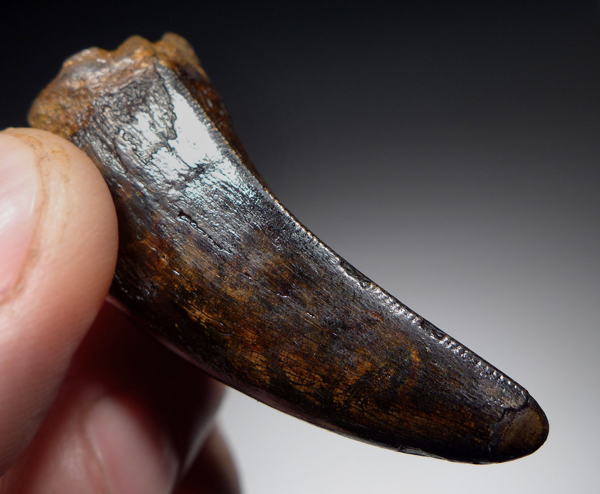 UNBROKEN 2.1 INCH T REX TYRANNOSAURUS REX TOOTH DINOSAUR FOSSIL