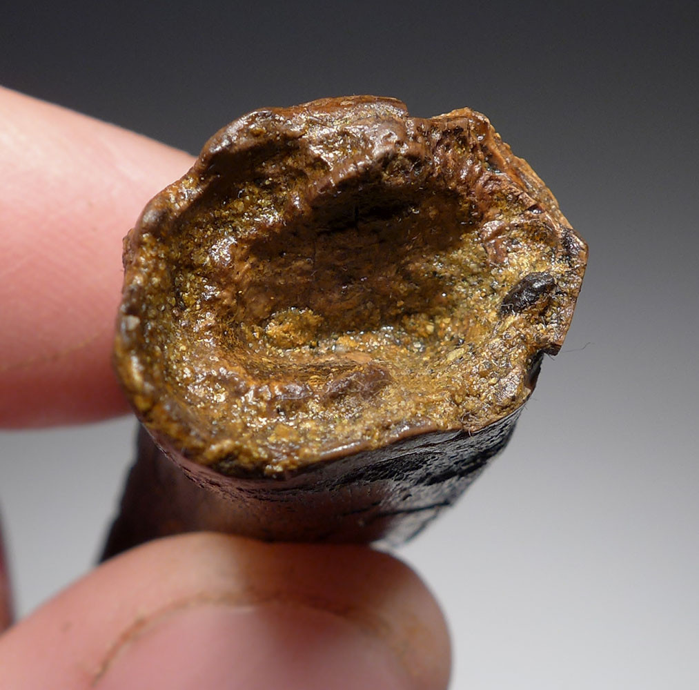 UNBROKEN 2.1 INCH T REX TYRANNOSAURUS REX TOOTH DINOSAUR FOSSIL