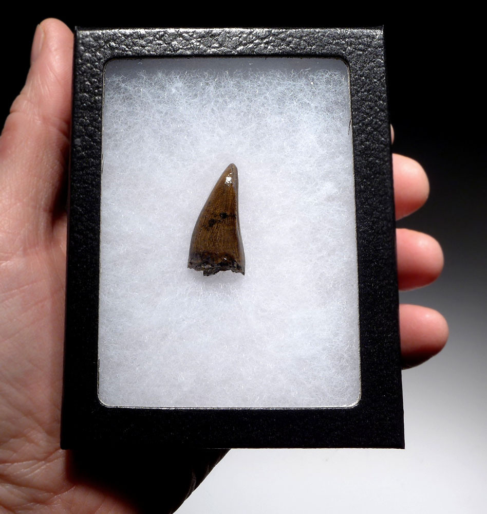 SUPERB UNBROKEN FOSSIL DASPLETOSAURUS TYRANNOSAUR DINOSAUR TOOTH