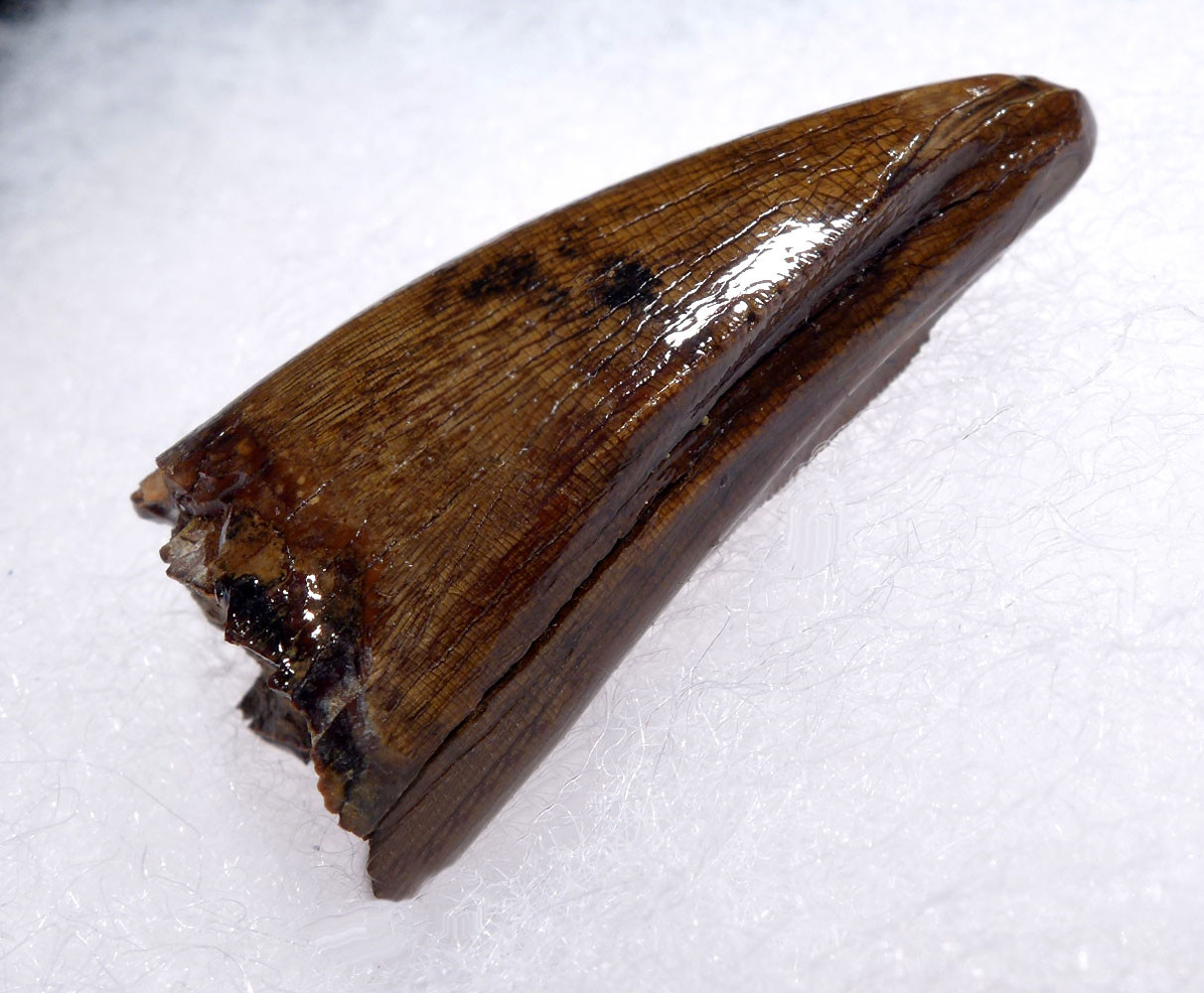 SUPERB UNBROKEN FOSSIL DASPLETOSAURUS TYRANNOSAUR DINOSAUR TOOTH