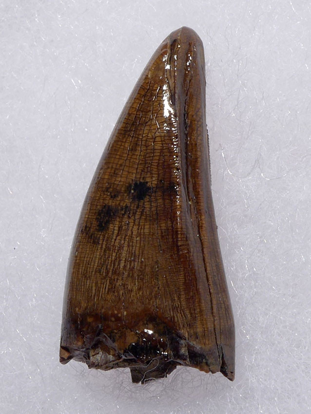 恐竜　化石　daspletosaurus 歯 SUPERB UNBROKEN FOSSIL DASPLETOSAURUS TYRANNOSAUR DINOSAUR TOOTH