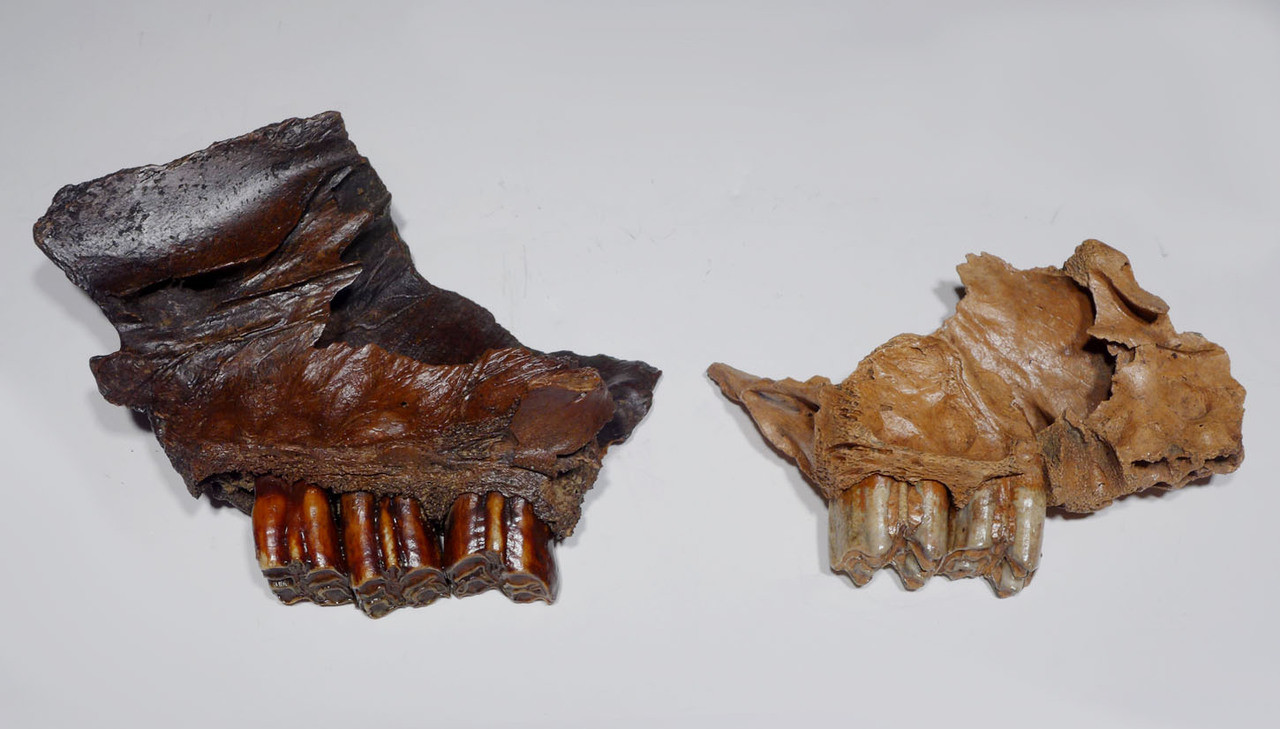 RIGHT AND LEFT PARTIAL ICE AGE FOSSIL AUROCHS MAXILLAE WITH ORIGINAL MOLARS *LMX195X