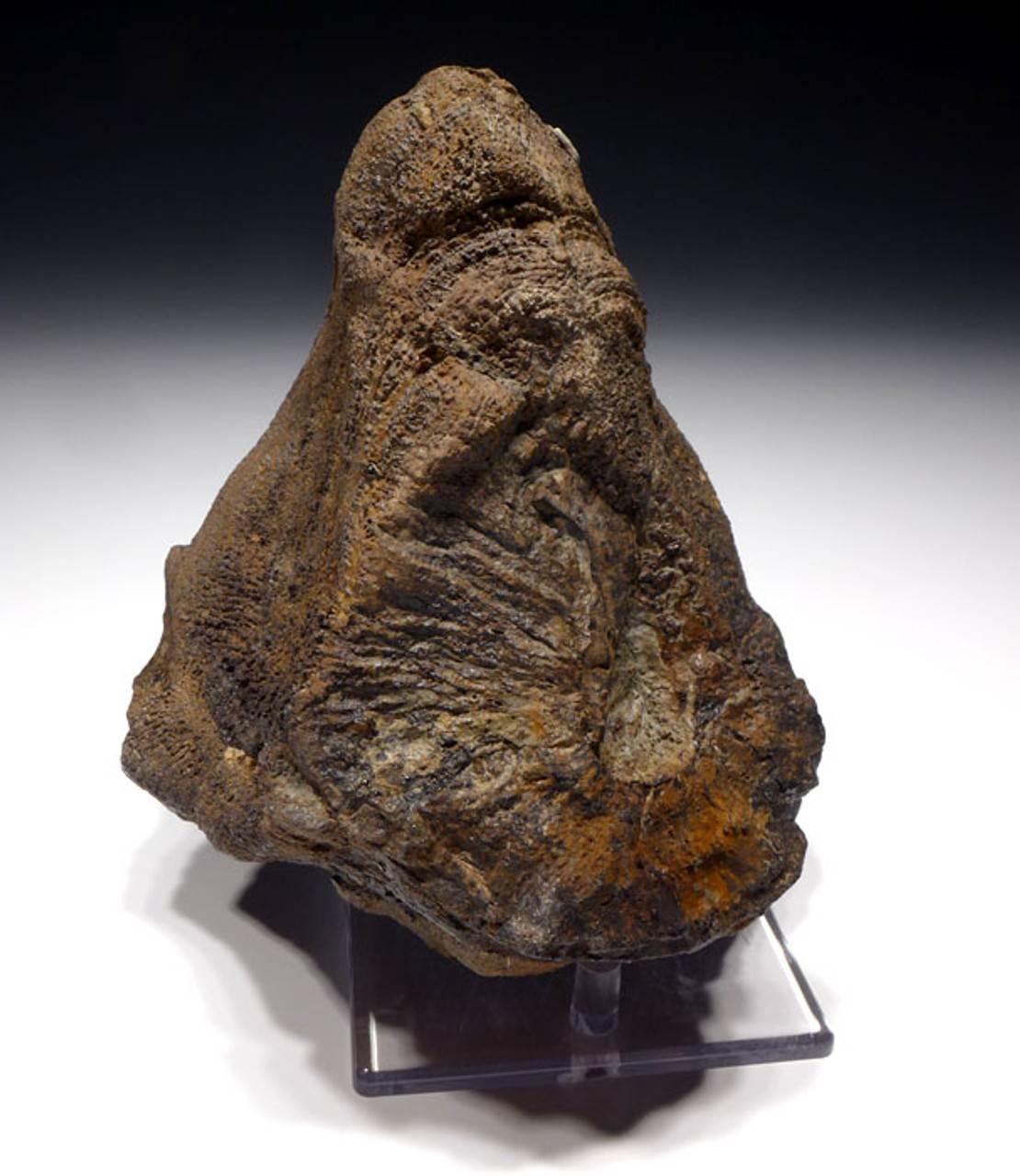 ST015 - EXCEPTIONAL LARGE SLICED AND POLISHED 3D FRESHWATER FOSSIL STROMATOLITE COLONY FROM THE LOWER PERMIAN OF GERMANY