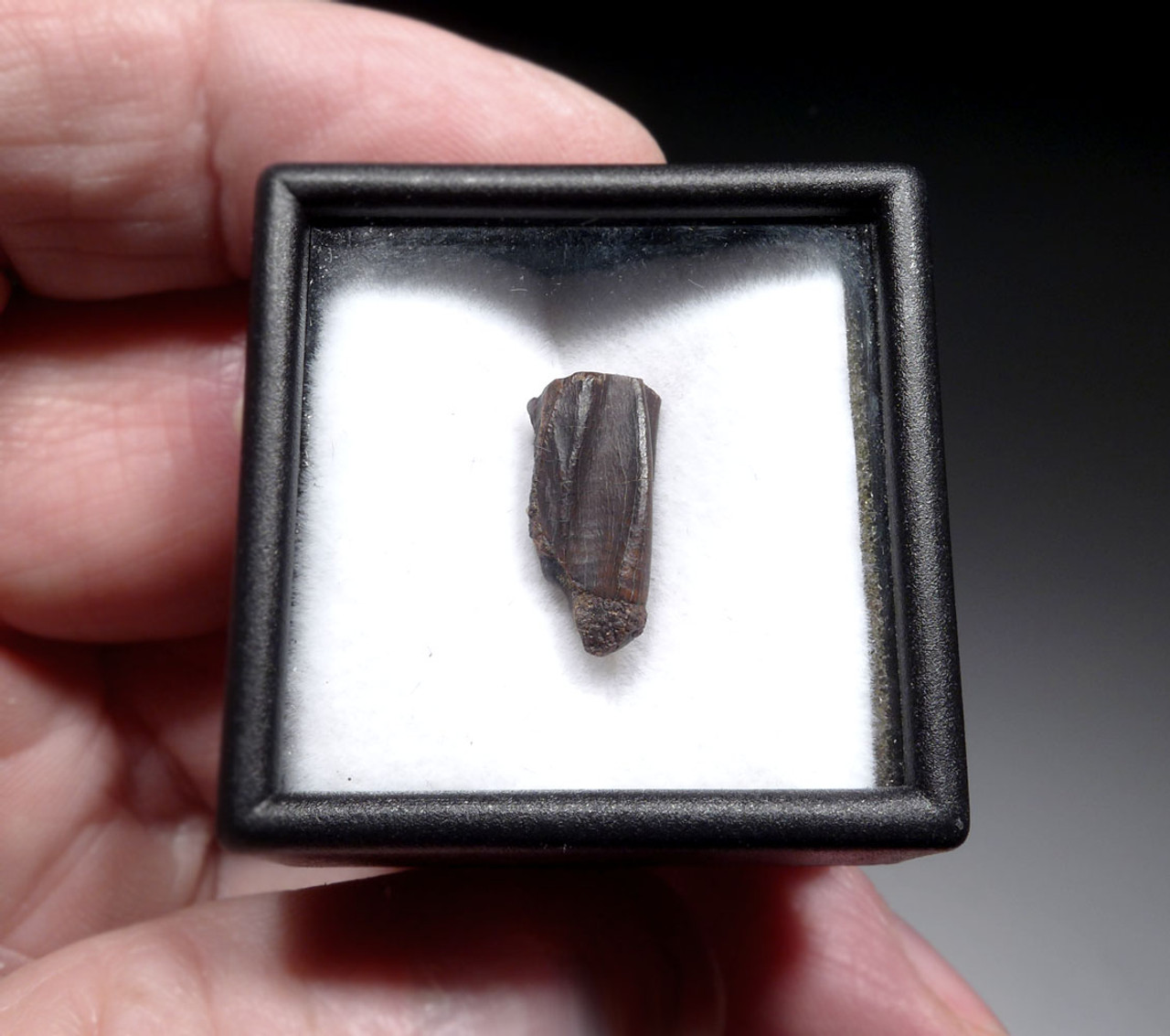 TOP QUALITY FOSSIL DINOSAUR TOOTH FROM AN EDMONTOSAURUS HADROSAUR  *DT8-130